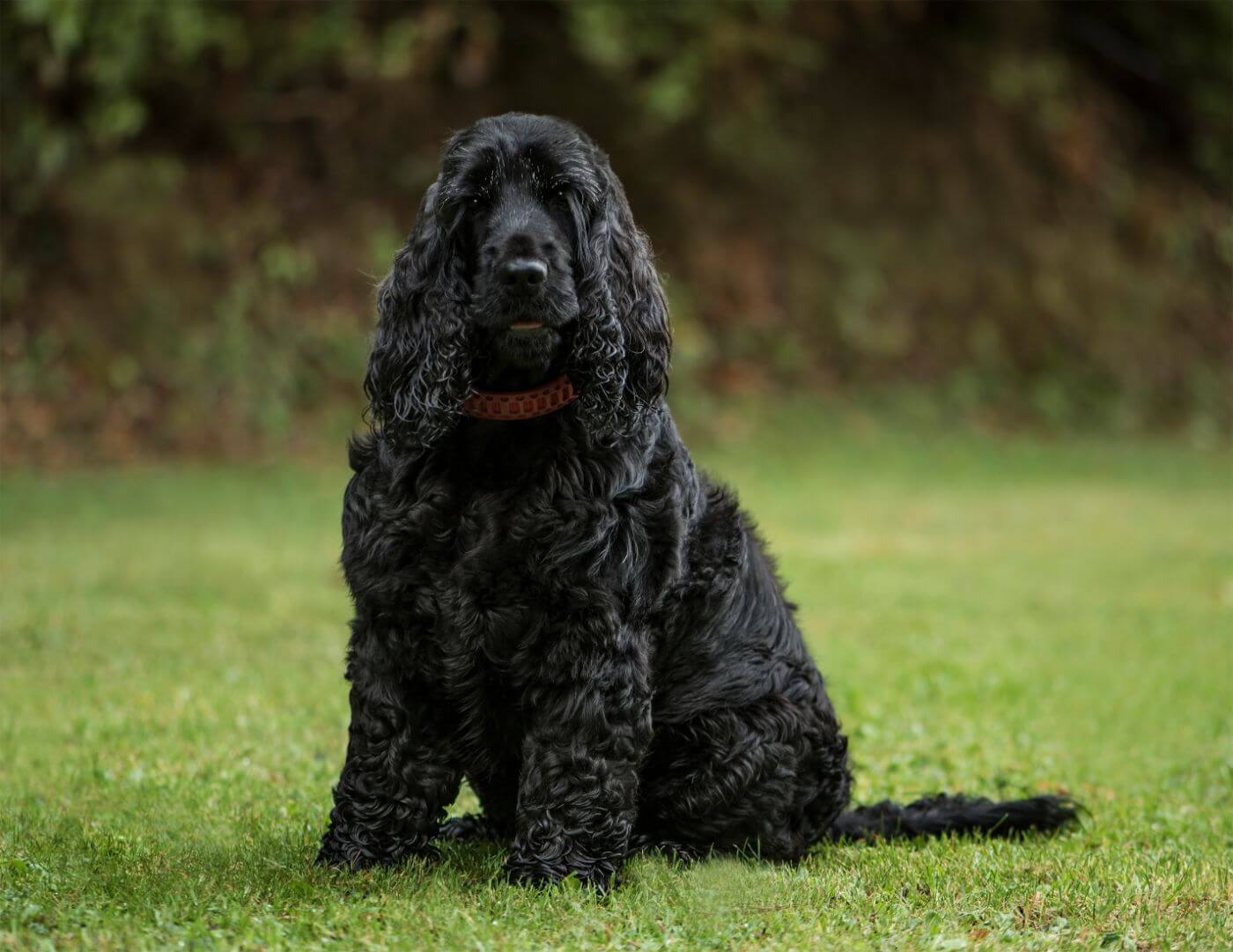 Best boat sale dogs