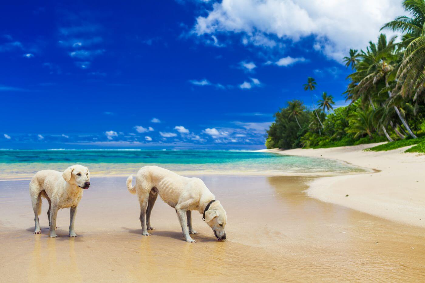 Are Labs good boat dogs?