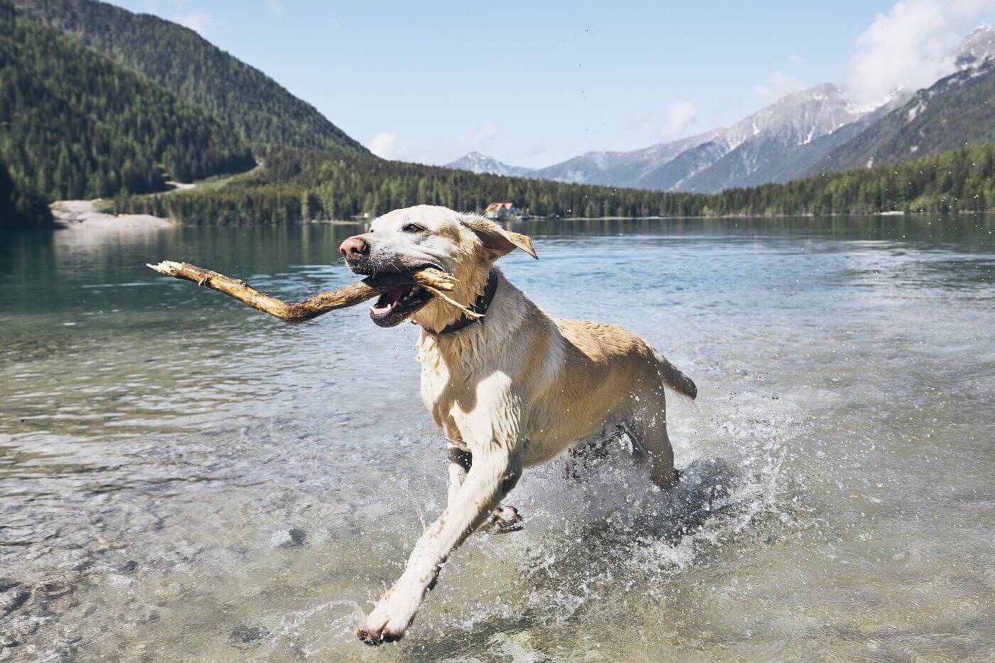 Are Labs good boat dogs?