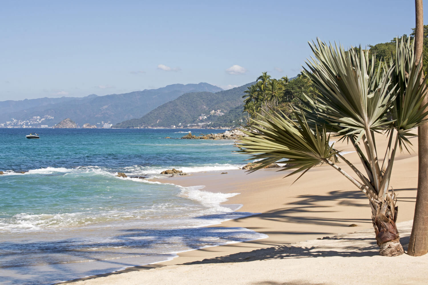 Palm tree on beach of Puerto Vallarta in Bahía de Banderas, Mexico's West Coast